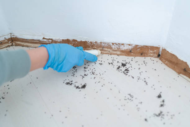 Best Flea Control Services  in Waterloo, WI